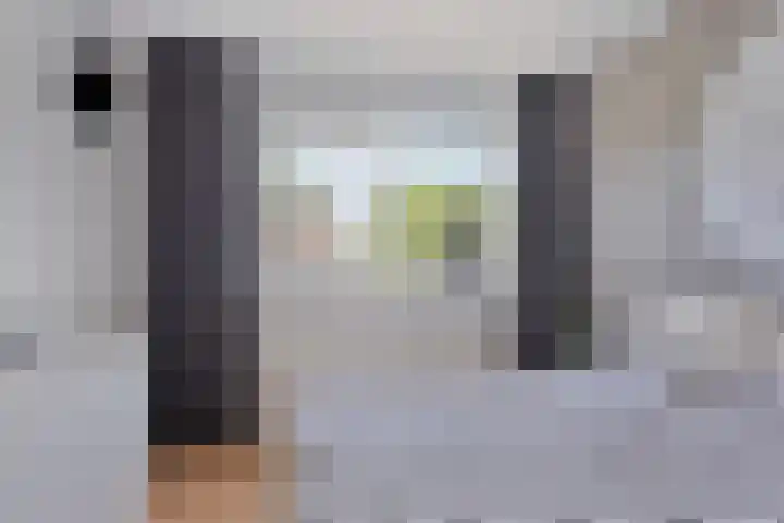Acacia 11 Heino thumbnail 23