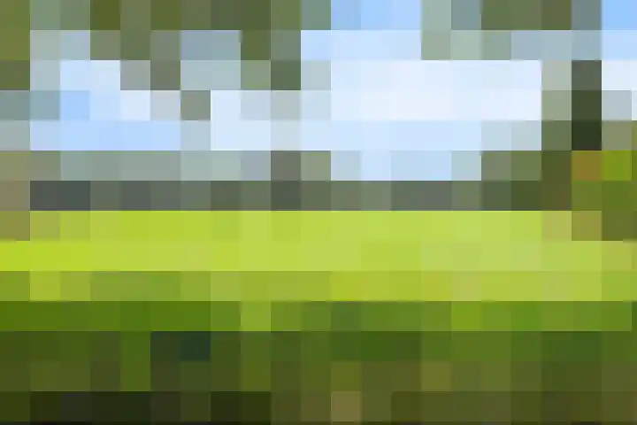 Acacia 11 Heino thumbnail 32