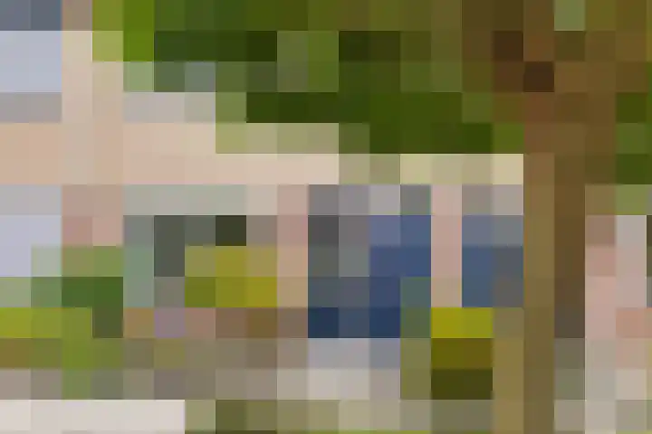 Acacia 11 Heino thumbnail 4