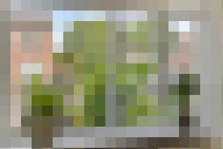 Acacia 11 Heino thumbnail 8