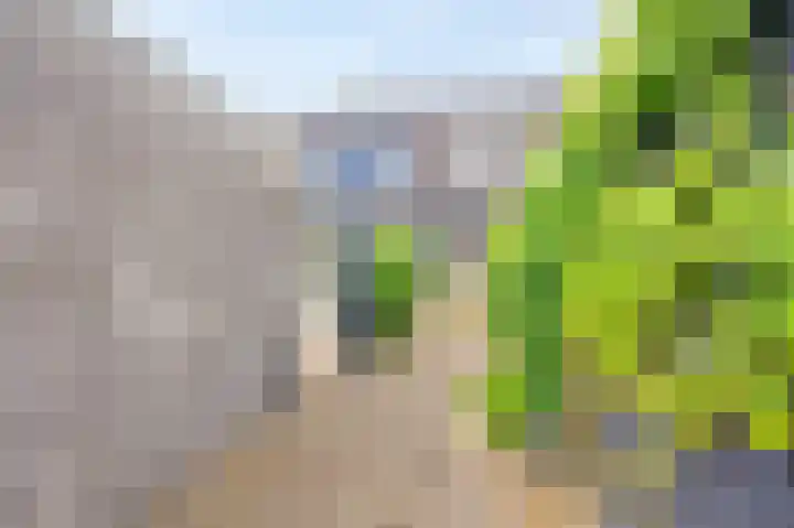 Acacia 18 Dirksland thumbnail 20