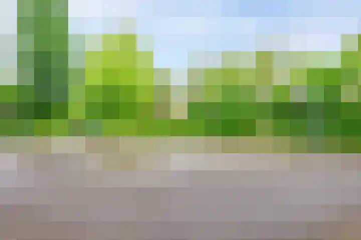 Acacia 18 Dirksland thumbnail 38