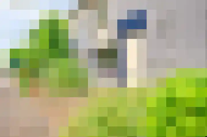 Acacia 18 Dirksland thumbnail 9