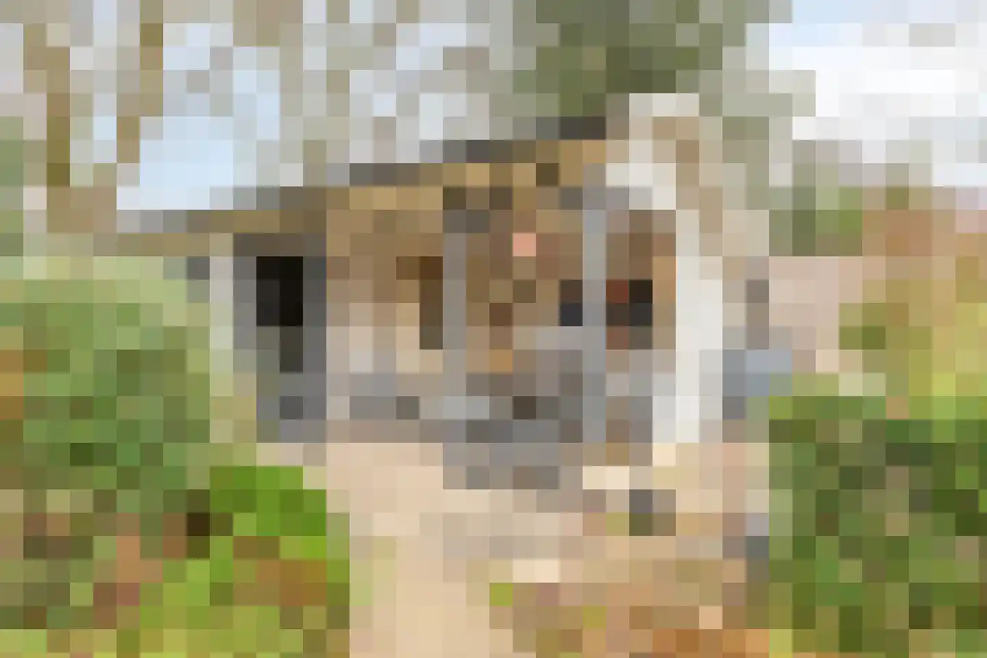 Acacia 36 Helmond thumbnail 32