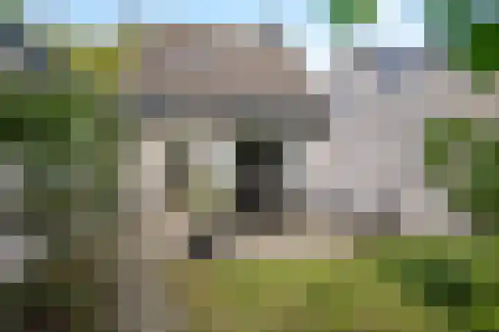 Acacia 5 Dirksland thumbnail 23
