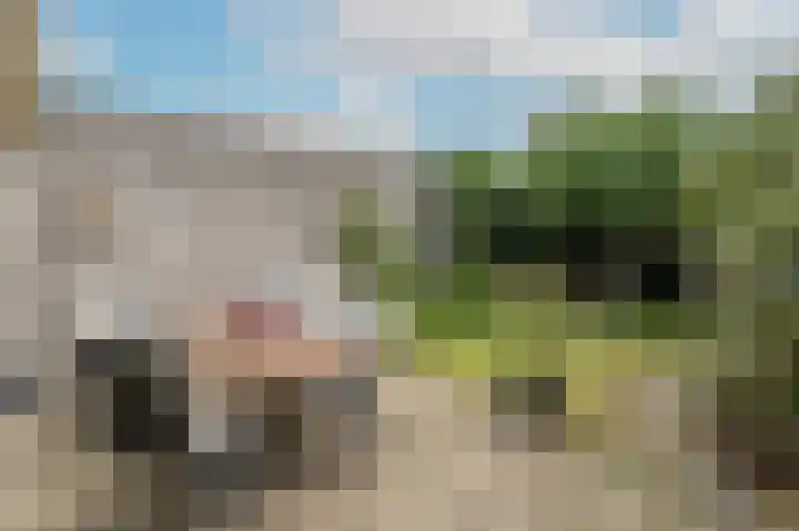 Acacia 5 Dirksland thumbnail 25