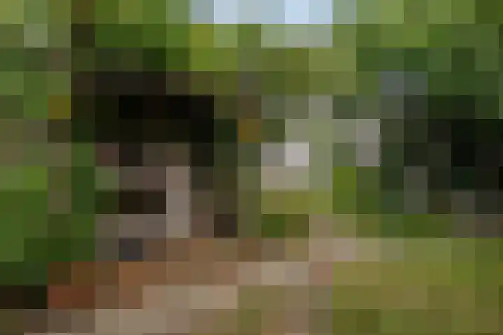 Acacia 5 Dirksland thumbnail 26