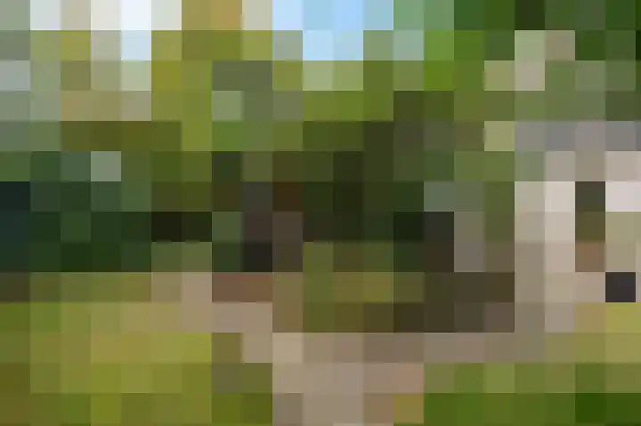 Acacia 5 Dirksland thumbnail 27