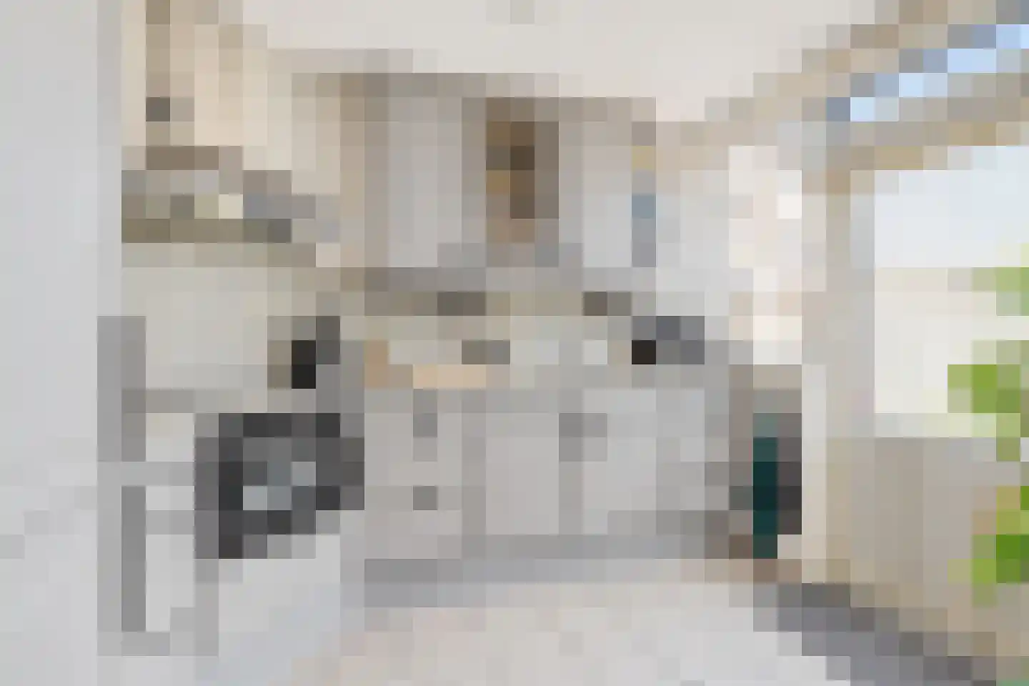 Acacia 64 Best thumbnail 9