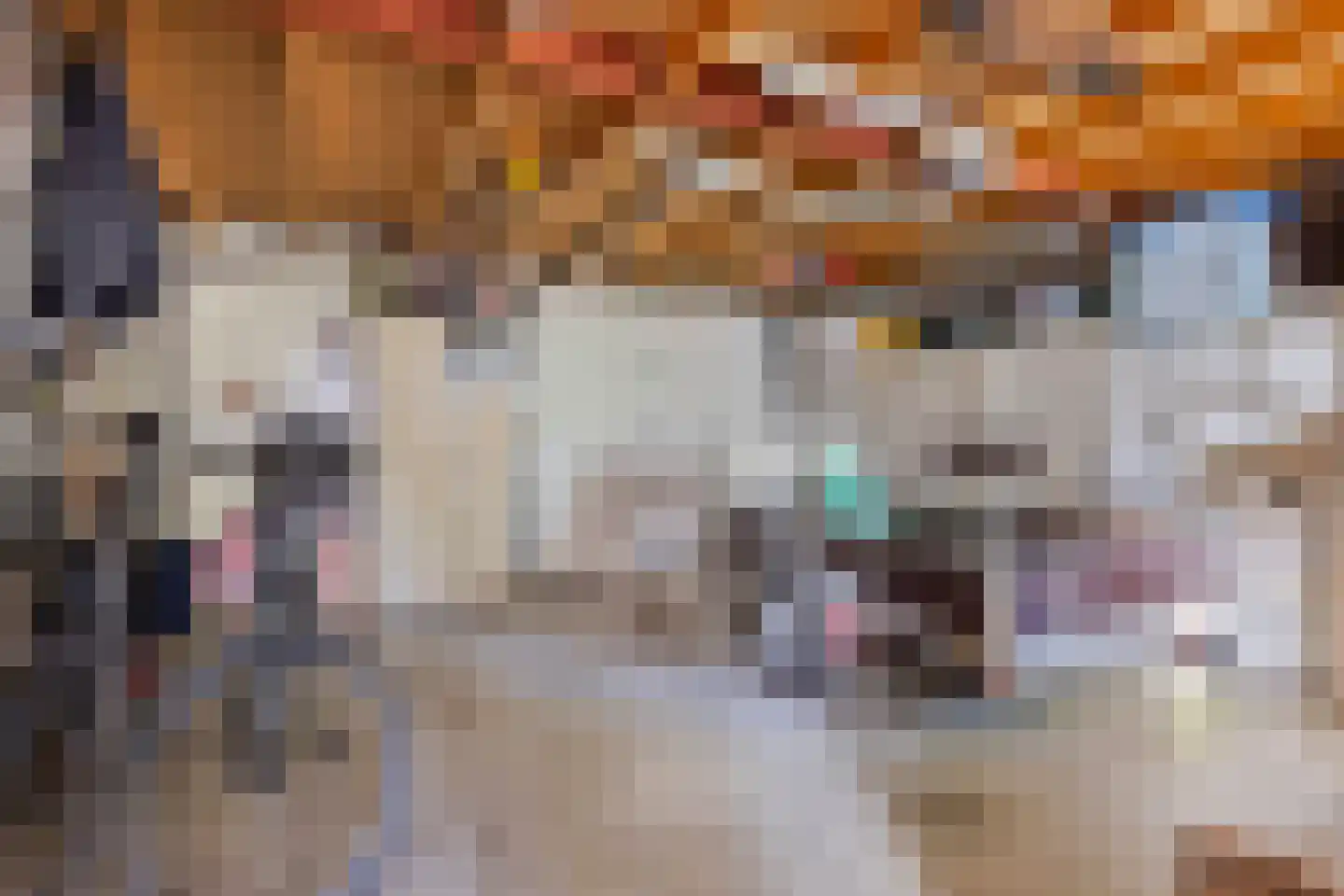 Acacia 81 Best thumbnail 28