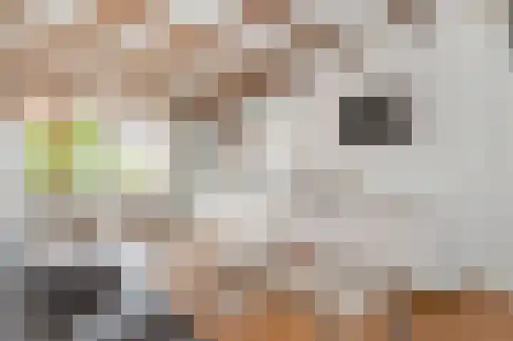 Acaciahoven 13 Maastricht thumbnail 11