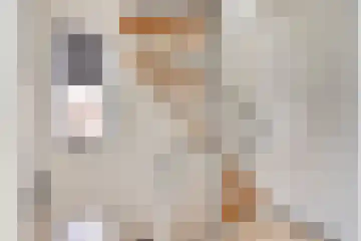 Acacialaan 13 Bunde thumbnail 18