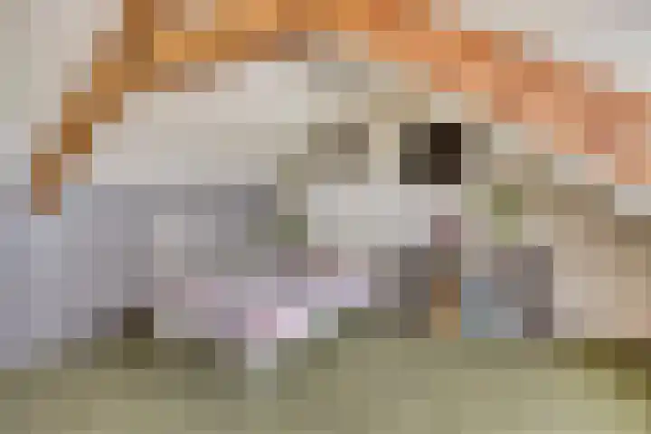 Acacialaan 13 Bunde thumbnail 19