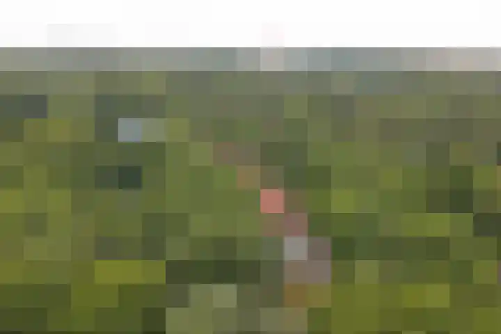 Acacialaan 13 Burgh-Haamstede thumbnail 35