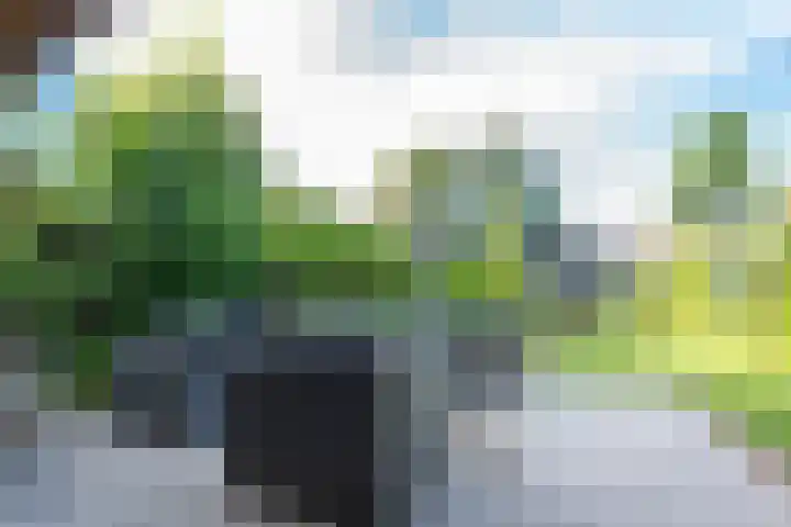 Acacialaan 29 Doorn thumbnail 42
