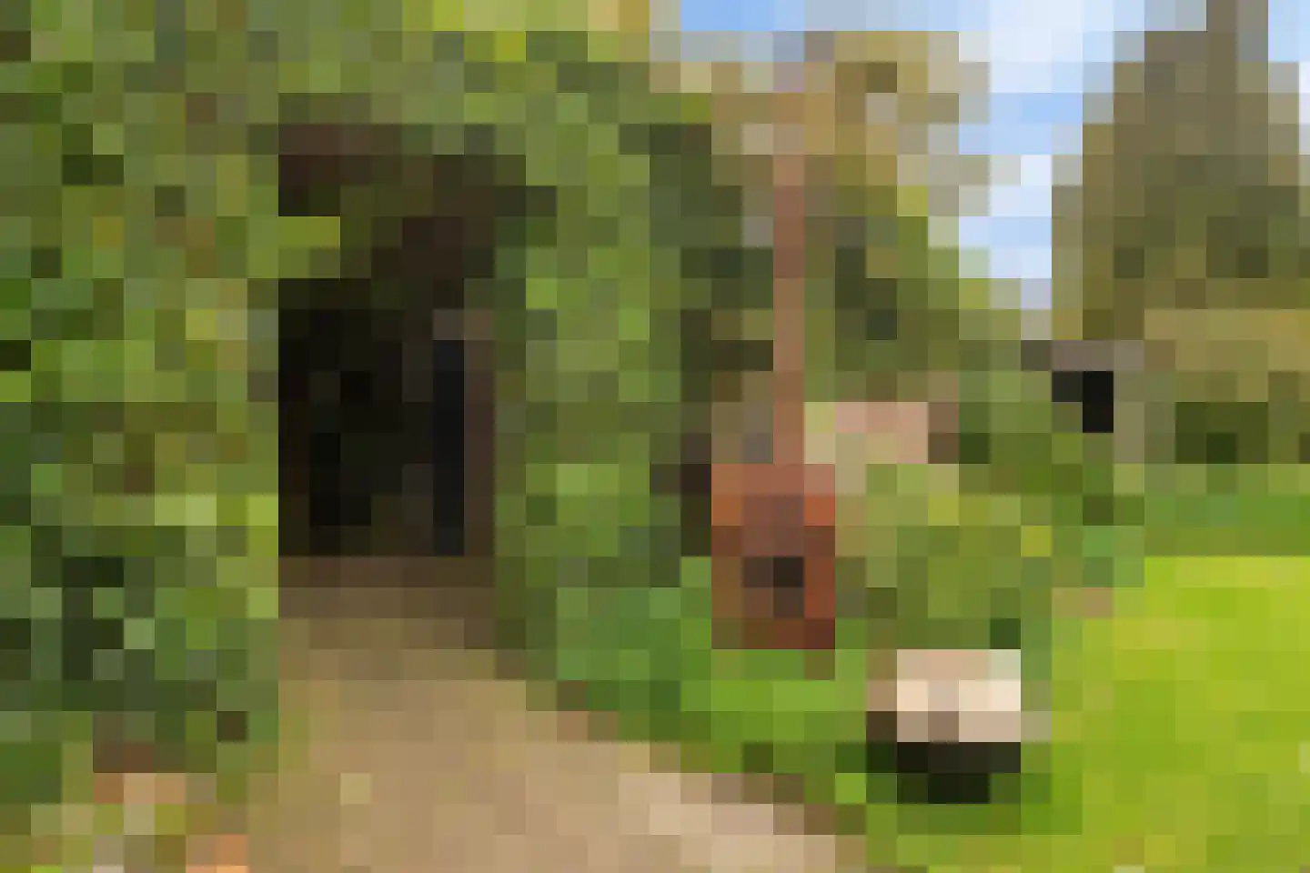 Acacialaan 29 Oosterbeek thumbnail 23