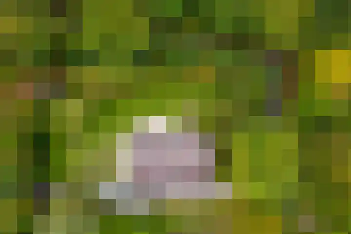 Acacialaan 4 Burgh-Haamstede thumbnail 38