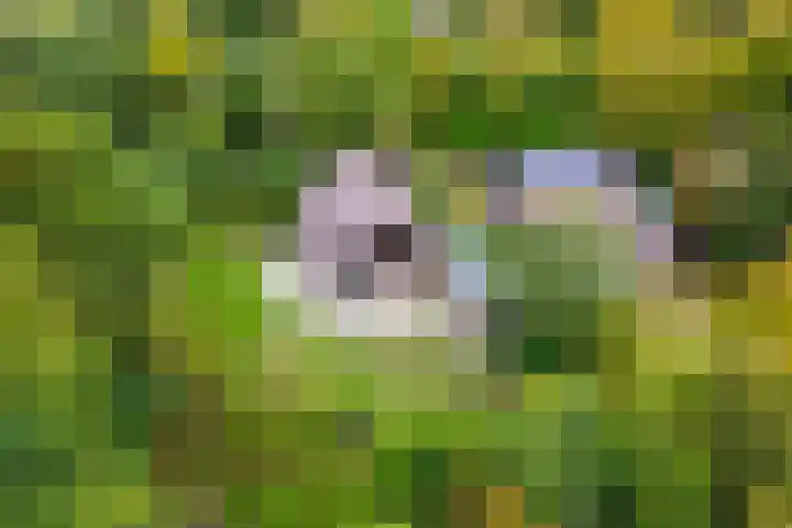 Acacialaan 4 Burgh-Haamstede thumbnail 5