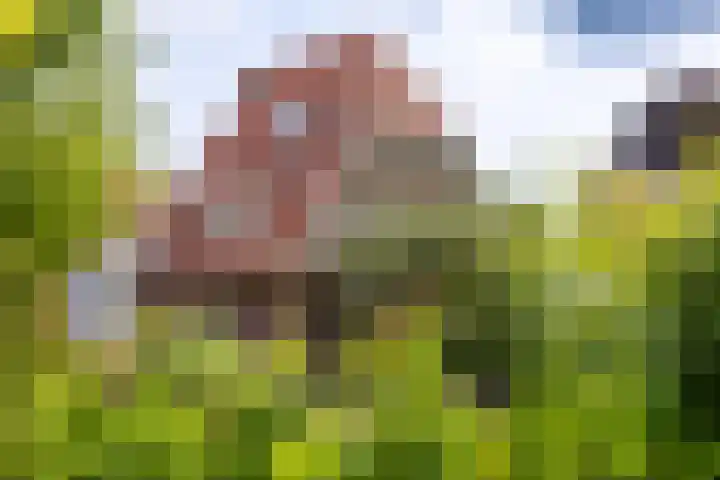Acacialaan 55 Doetinchem thumbnail 27