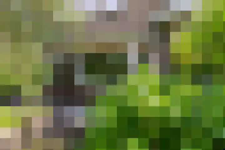 Acacialaan 55 Doetinchem thumbnail 52