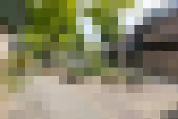 Acaciapad 16 Duiven thumbnail 7