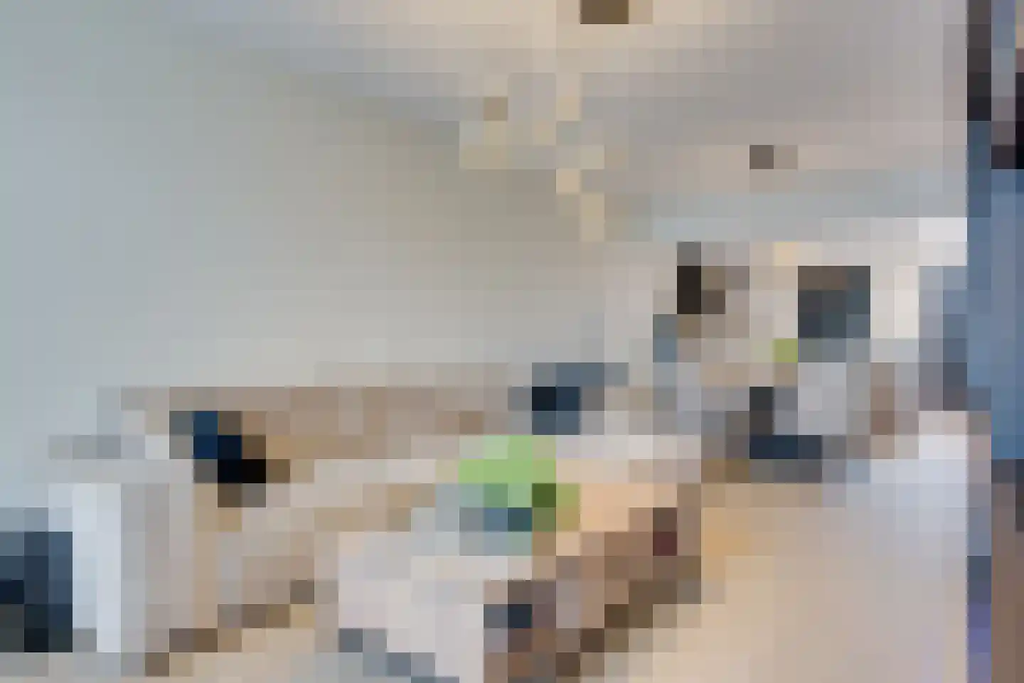 Acaciasingel 48 's-Hertogenbosch thumbnail 4