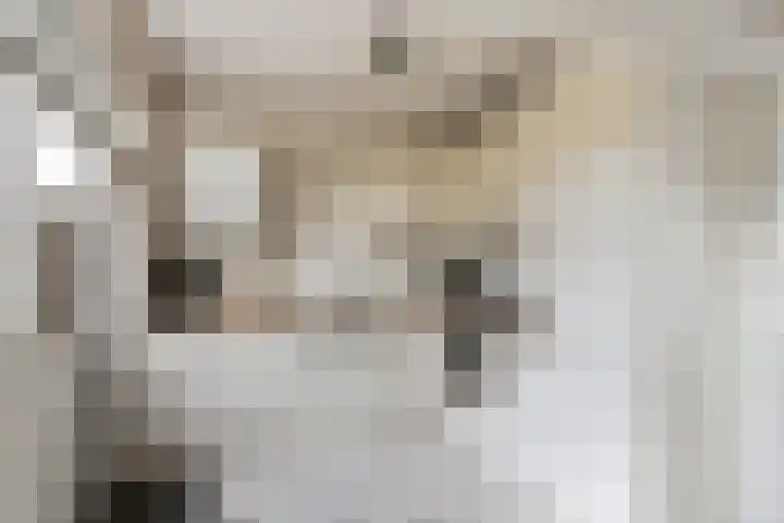 Acaciastraat 21 Dordrecht thumbnail 4