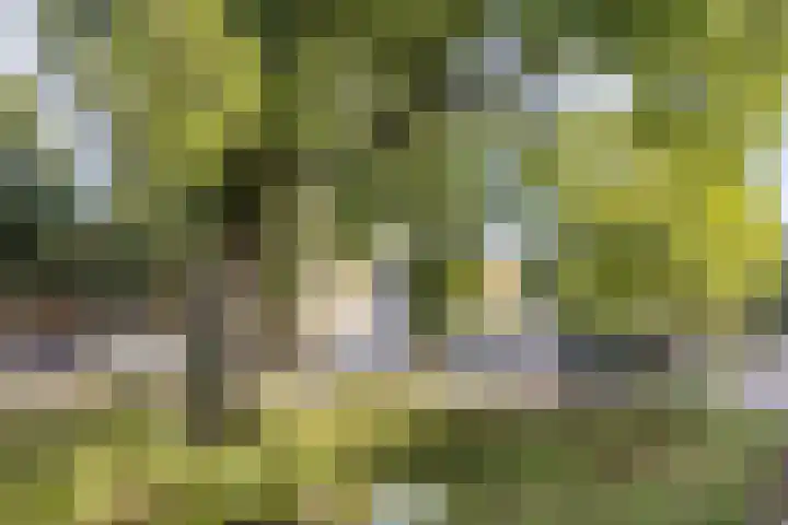 Acaciastraat 42 Zaandam thumbnail 34