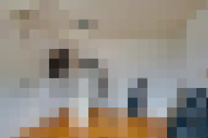 Acaciastraat 80 Breda thumbnail 28