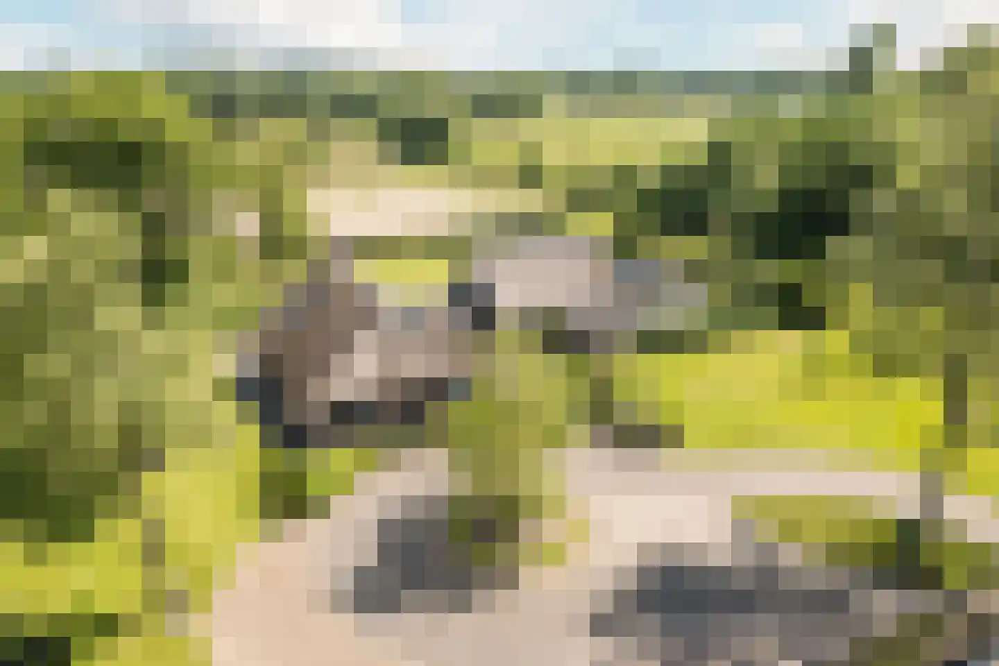 Achter de Broeken 6 Ruinen foto 3