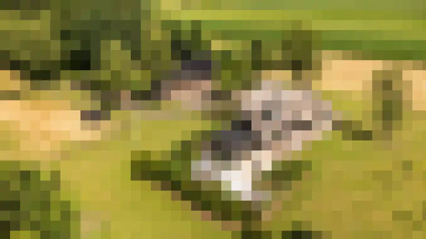Achter de Broeken 6 Ruinen thumbnail 4