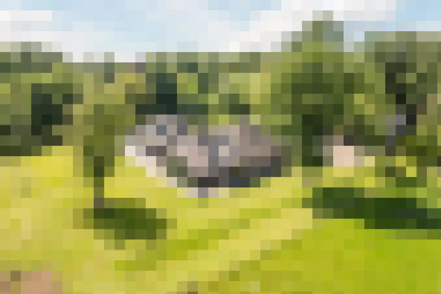 Achter de Broeken 6 Ruinen thumbnail 41