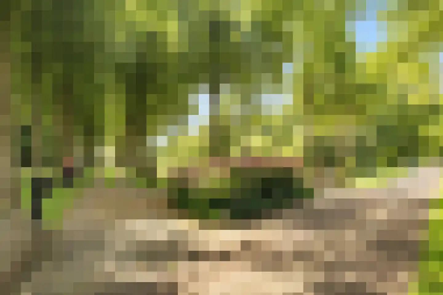 Achter de Broeken 6 Ruinen thumbnail 7