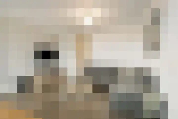 Achter de Cattentoren 48 Roermond thumbnail 10