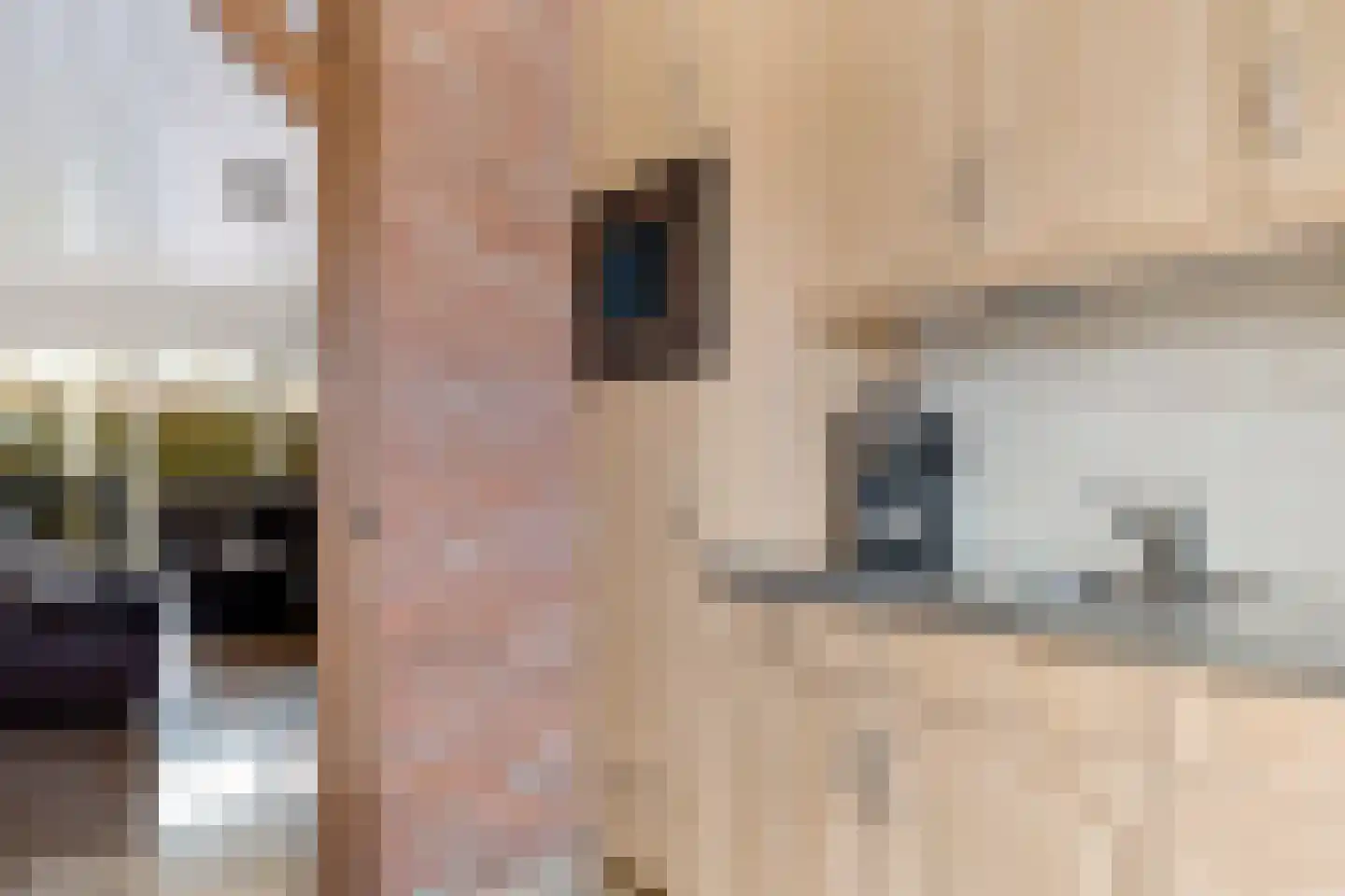 Achter de Hare 8 Vollenhove thumbnail 15
