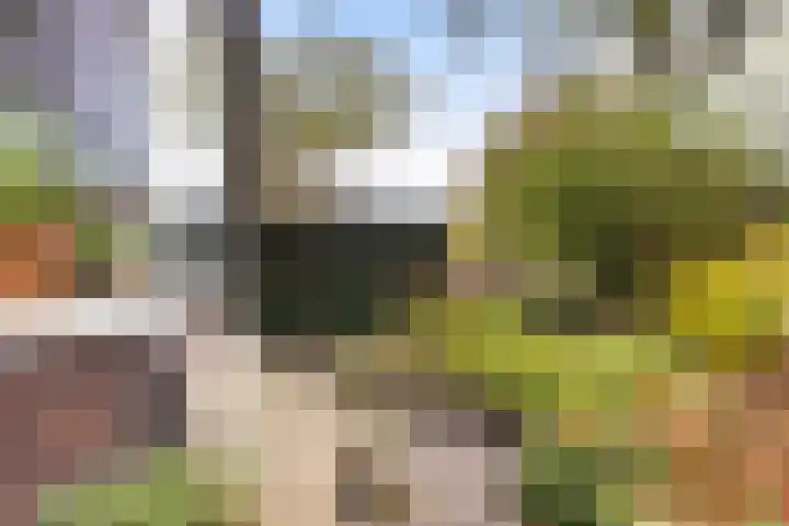 Achter de Hoven 233 Leeuwarden thumbnail 21