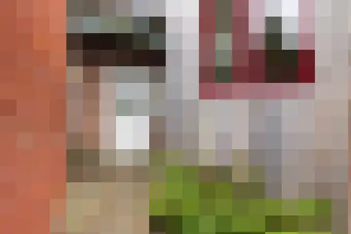 Achter de Hoven 233 Leeuwarden thumbnail 25