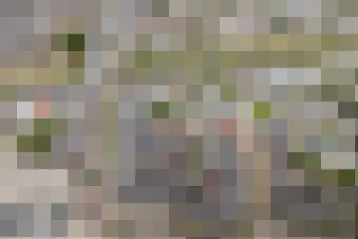 Achter de Hoven 79 Leeuwarden thumbnail 4