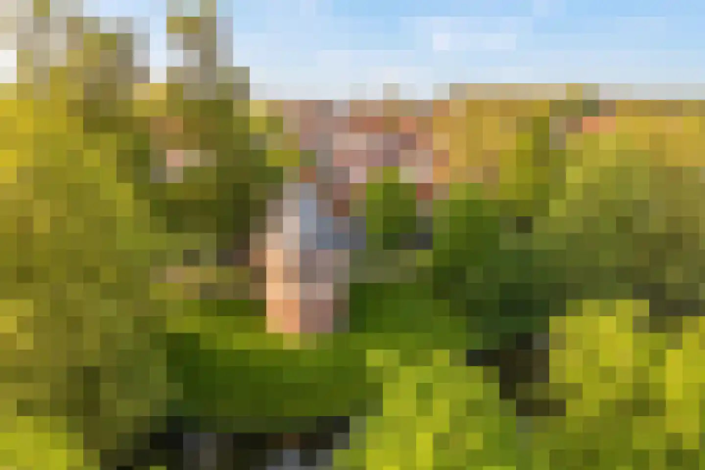 Achter de Vest 10 Hoorn thumbnail 59