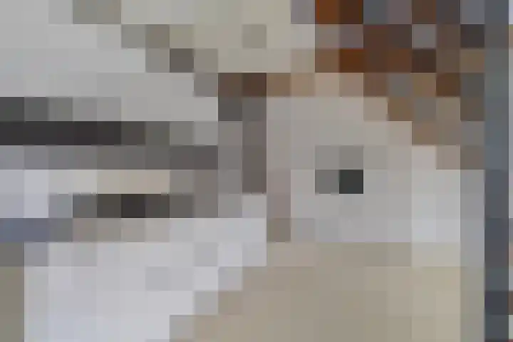 Achter den Ham 13 Dongen foto 3
