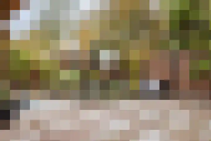 Achter 't Bos 10 Dirkshorn thumbnail 27