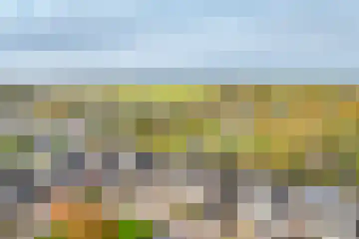 Achter 't Bos 10 Dirkshorn thumbnail 28