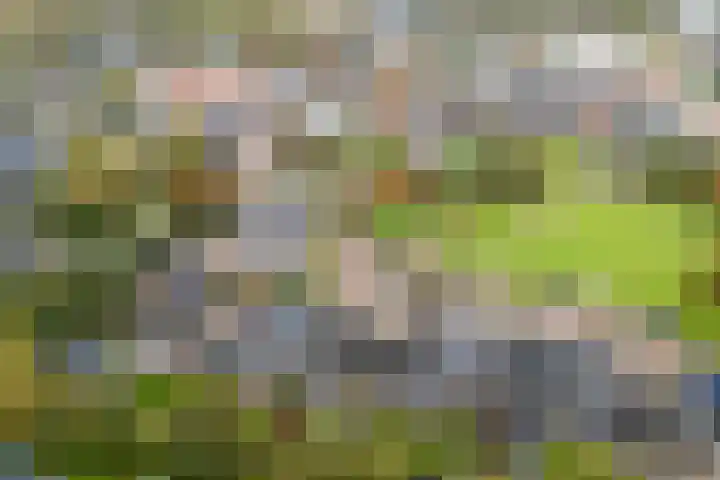 Achter 't Bos 17 Dirkshorn foto 3