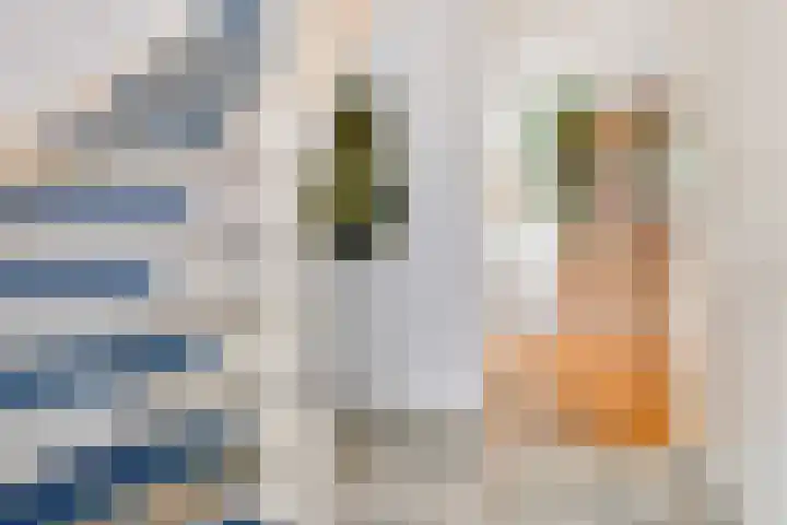 Achter 't Bos 17 Dirkshorn thumbnail 7