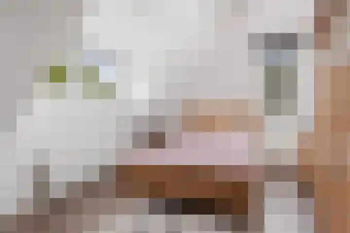 Achter 't Hof 17 Hoeven thumbnail 27