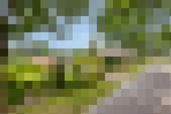 Achter 't Ven 4 Schaijk thumbnail 35