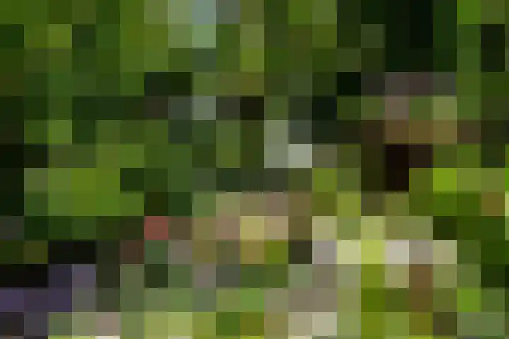 Achterbosk 5 Menaam thumbnail 42