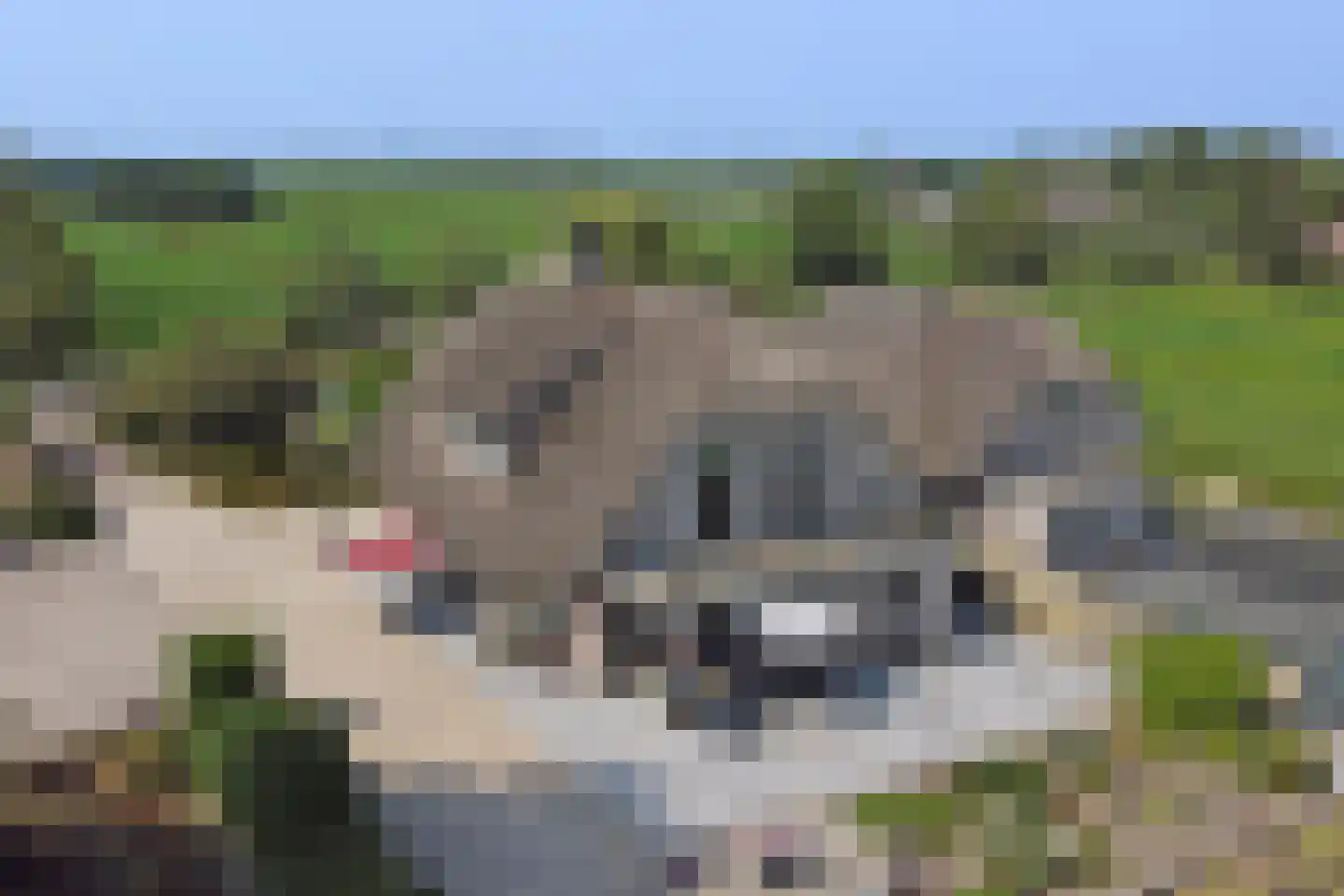 Achterbroek 10 Berkenwoude thumbnail 5