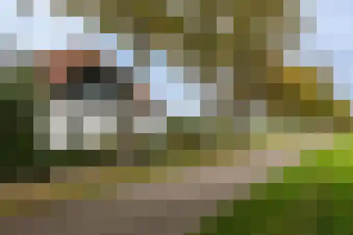 Achterdijk 18 Schalkwijk thumbnail 8