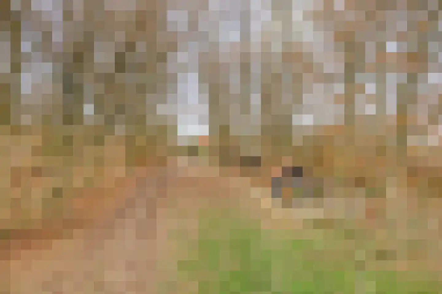 Achterdijk 3 Rossum thumbnail 87